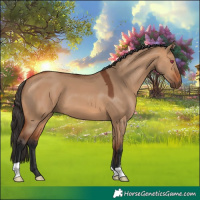 Horse Color:Bay Dun