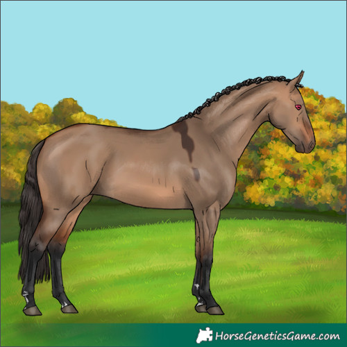 Horse Color:Bay Dun