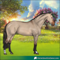 Horse Color:Bay Dun