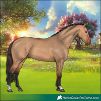 Horse Color:Bay Dun