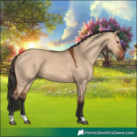 Horse Color:Bay Dun