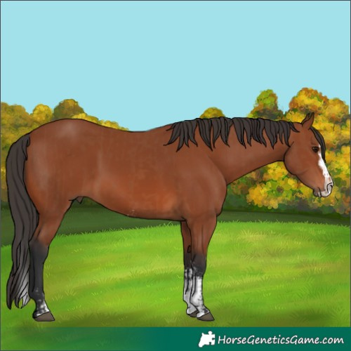 Horse Color:Bay Sabino Rabicano and Bay Sabino Splash Rabicano