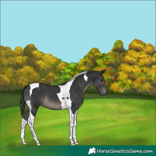 Horse Color:Black Tobiano