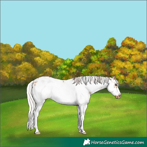 Horse Color:Silver Bay Dun Sabino Frame Appaloosa Rabicano 