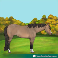 Horse Color:Bay Dun