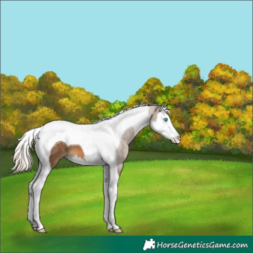 Horse Color:Chocolate Palomino Splash Tobiano 