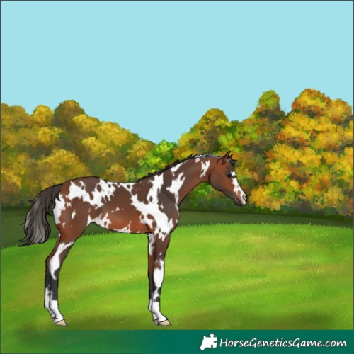 Horse Color:White Spotted Bay