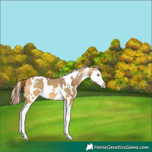 Horse Color:White Spotted Buckskin Dun Splash Appaloosa