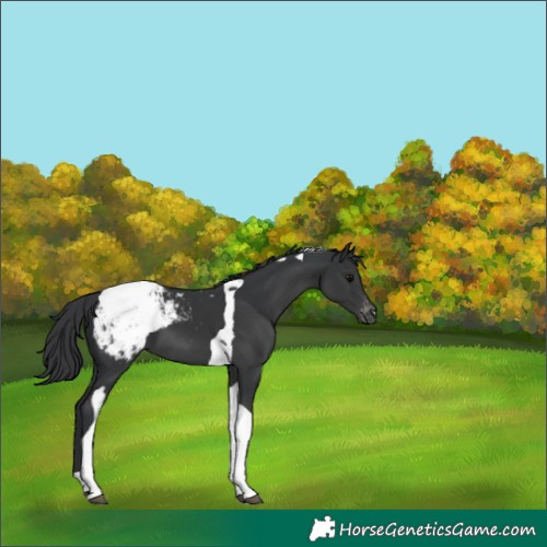 Horse Color:Black Tobiano Varnish