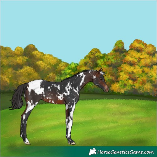 Horse Color:White Spotted Brown Appaloosa 