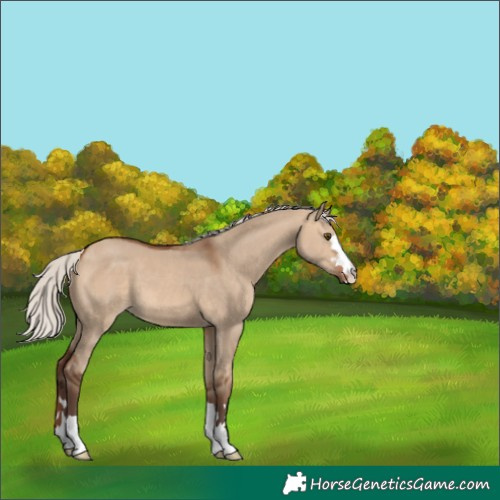 Horse Color:Silver Brown Dun Blanket 