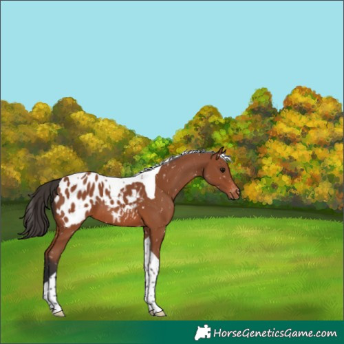 Horse Color:Bay Tobiano Blanket