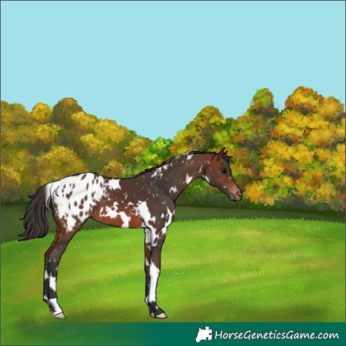 Horse Color:White Spotted Brown Blanket
