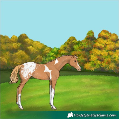 Horse Color:Chestnut Tobiano Blanket
