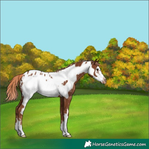 Horse Color:Chestnut Frame Appaloosa 