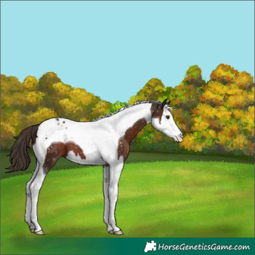 Horse Color:Liver Chestnut Splash Tobiano Snowflake Varnish