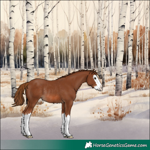Horse Color:Chestnut Splash Rabicano