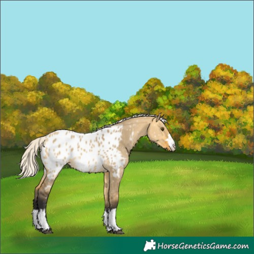 Horse Color:Silver Buckskin Dun Near Leopard 