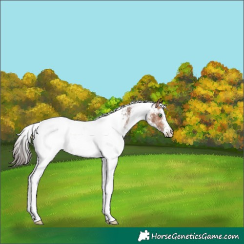 Horse Color:White Spotted Amber Champagne Blanket 