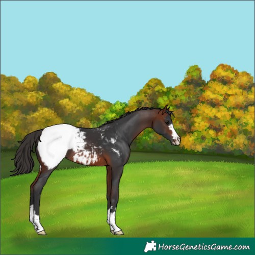 Horse Color:Bay Snowcap 