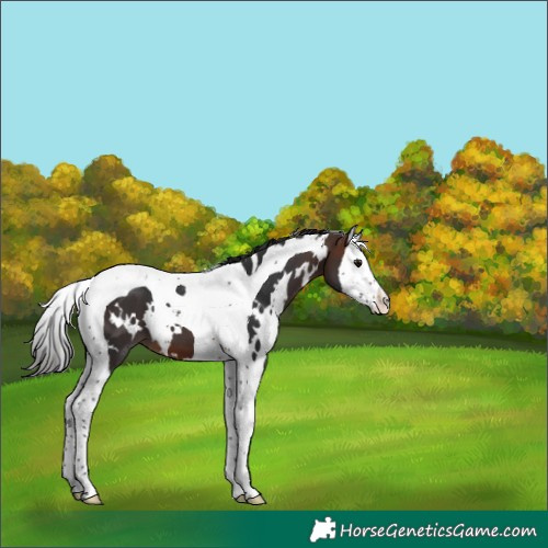 Horse Color:White Spotted Brown Splash Tobiano