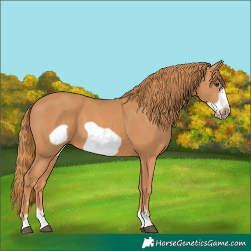 Horse Color:Unknown 