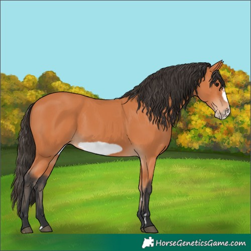 Horse Color:Unknown 