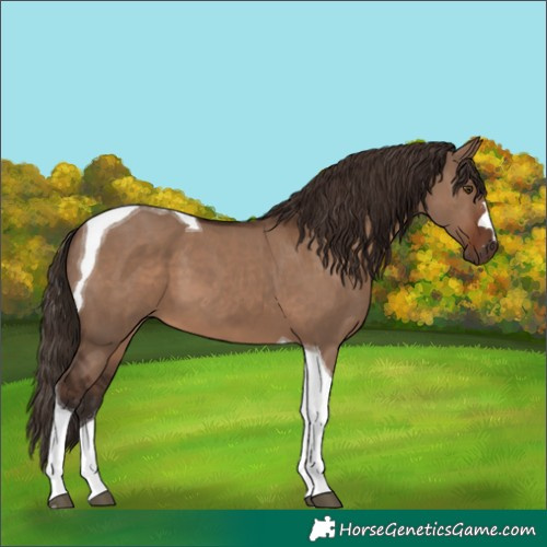 Horse Color:Liver Red Dun Tobiano 