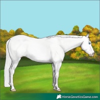 Horse Color:Silver Perlino Dun 