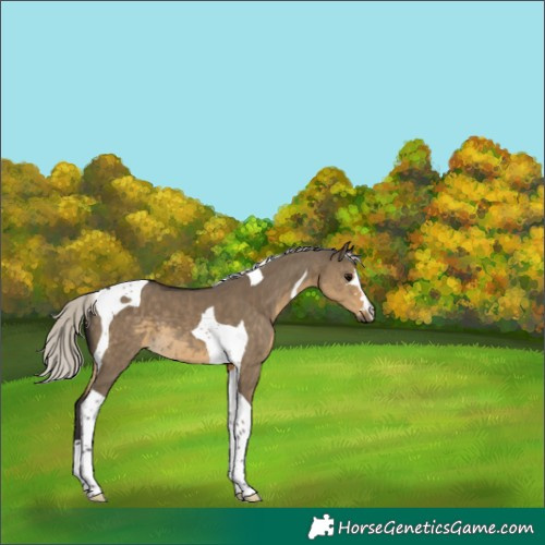 Horse Color:Silver Smoky Grullo Tobiano