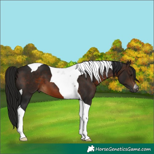 Horse Color:Gray Bay Tobiano