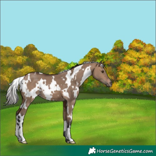 Horse Color:White Spotted Brown Dun