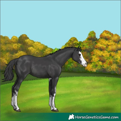 Horse Color:White Spotted Black Rabicano 