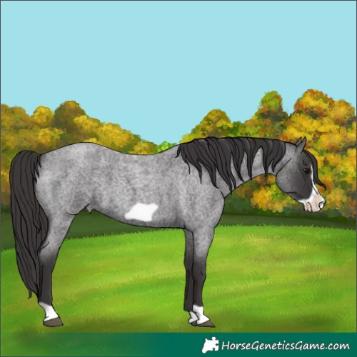 Horse Color:Smoky Blue Roan Frame 