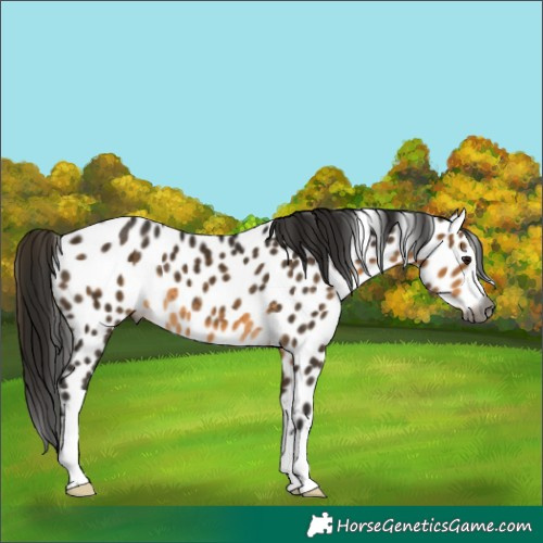 Horse Color:Gray Buckskin Appaloosa 
