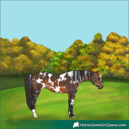 Horse Color:White Spotted Brown
