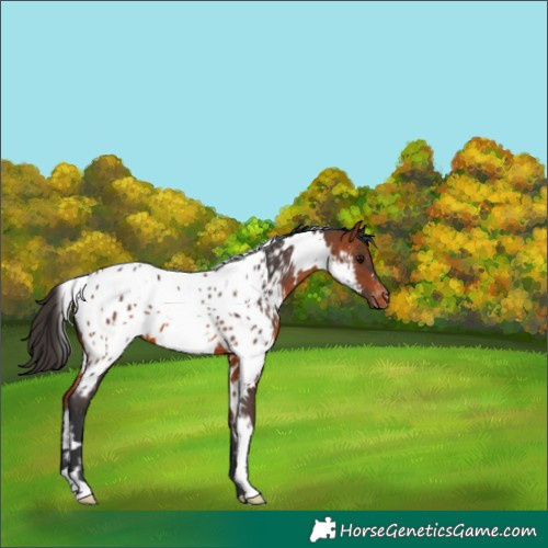 Horse Color:White Spotted Bay Appaloosa 