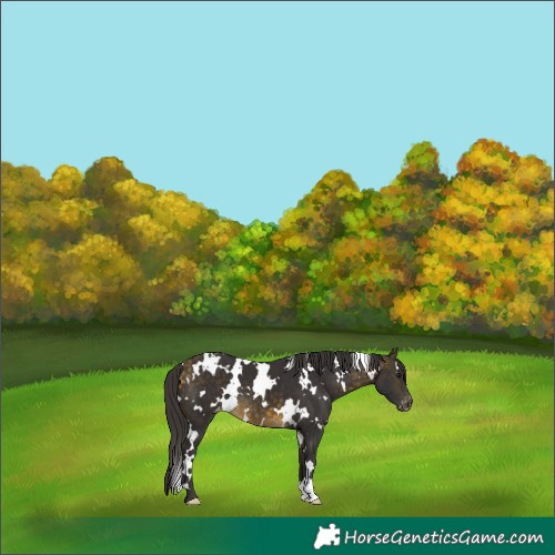 Horse Color:White Spotted Buckskin Blanket