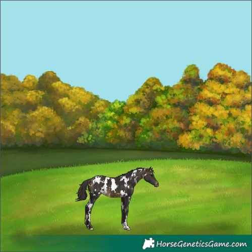 Horse Color:White Spotted Buckskin Appaloosa 