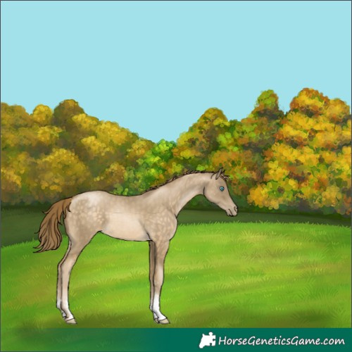Horse Color:Buckskin Pearl Sabino 