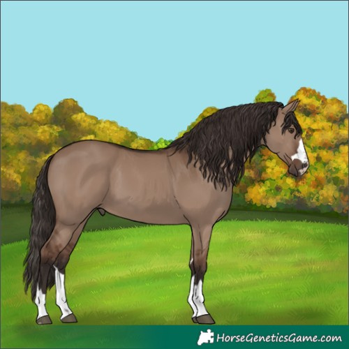 Horse Color:Liver Red Dun 