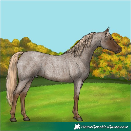 Horse Color:Chocolate Palomino Roan 