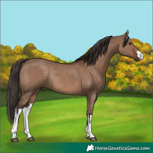 Horse Color:White Spotted Liver Red Dun Rabicano 