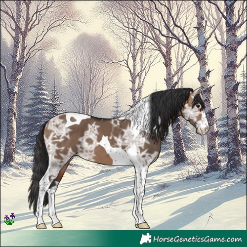 Horse Color:Brown Ice Dun Tobiano 