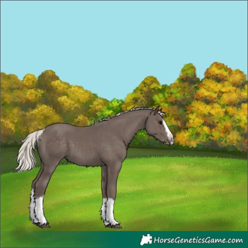 Horse Color:Silver Black Splash 