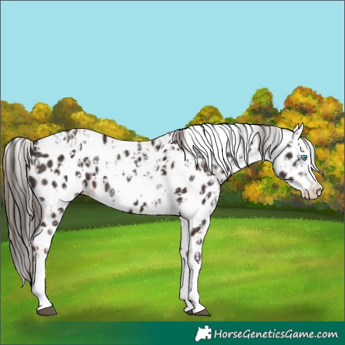 Horse Color:Liver Chestnut Sabino Splash Leopard  and Liver Chestnut Splash Leopard 