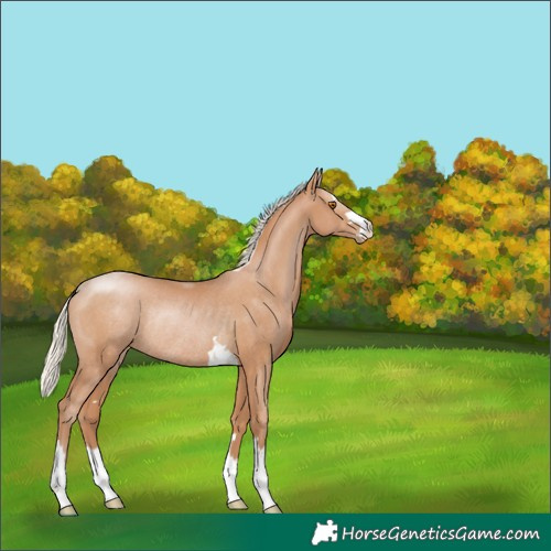 Horse Color:Silver Black Pearl Rabicano 
