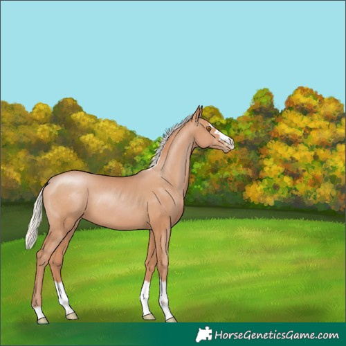 Horse Color:Silver Black Pearl 