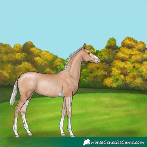 Horse Color:Silver Black Pearl Rabicano 