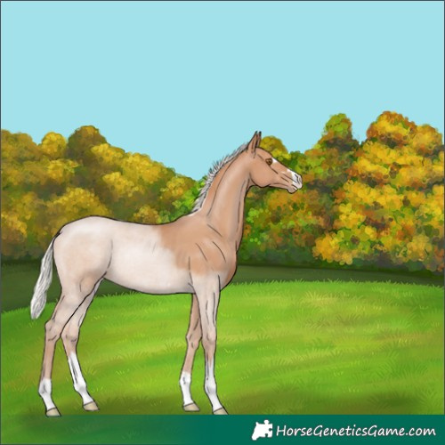 Horse Color:Silver Black Pearl Rabicano 